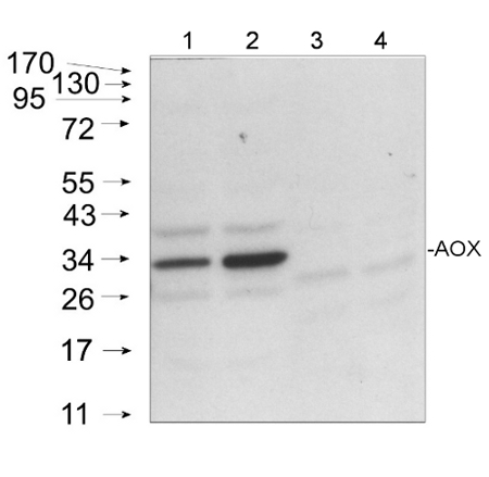 western blot using monoclonal anti-AOX antibodies